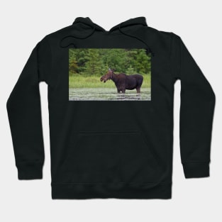 Canadian Moose, Algonquin Park, Canada Hoodie